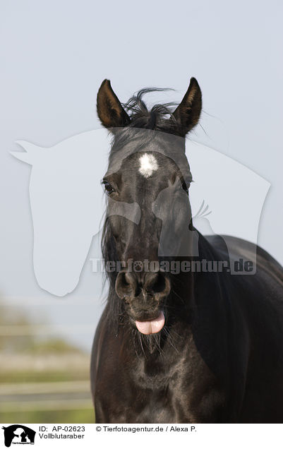 Vollblutaraber / black arabian horse / AP-02623