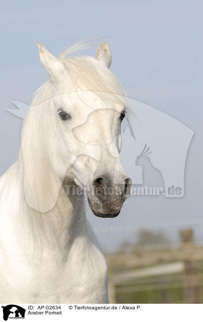 Araber Portrait / AP-02634