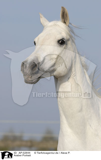 Araber Portrait / AP-02644