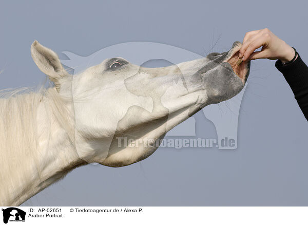 Araber Portrait / arabian horse portrait / AP-02651