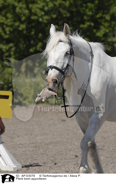 Pferd beim apportieren / AP-03078