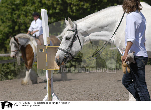 Pferd beim apportieren / retrieving horse / AP-03080