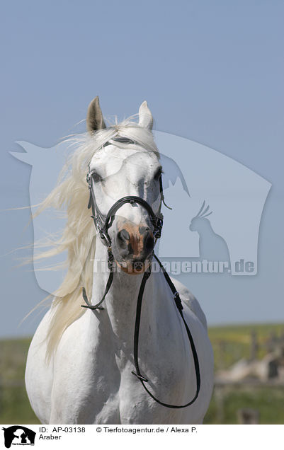 Araber / arabian horse / AP-03138