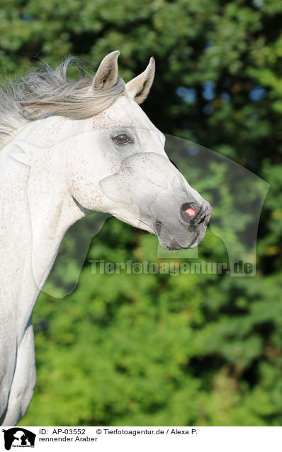 rennender Araber / running arabian horse / AP-03552