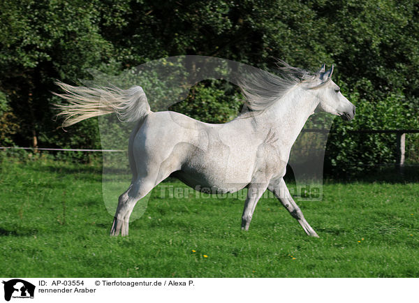 rennender Araber / running arabian horse / AP-03554