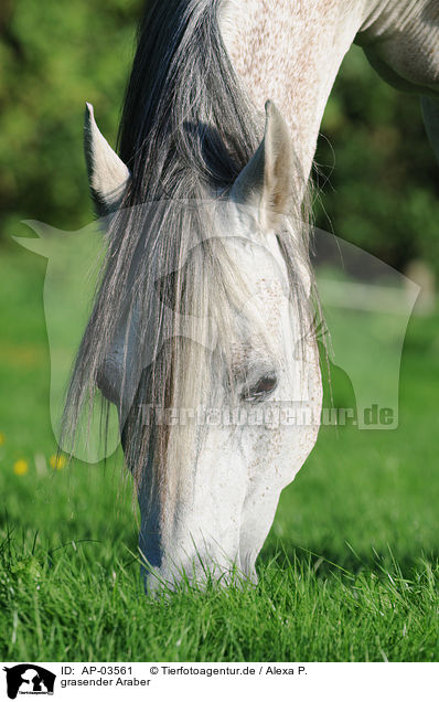 grasender Araber / grazing arabian horse / AP-03561