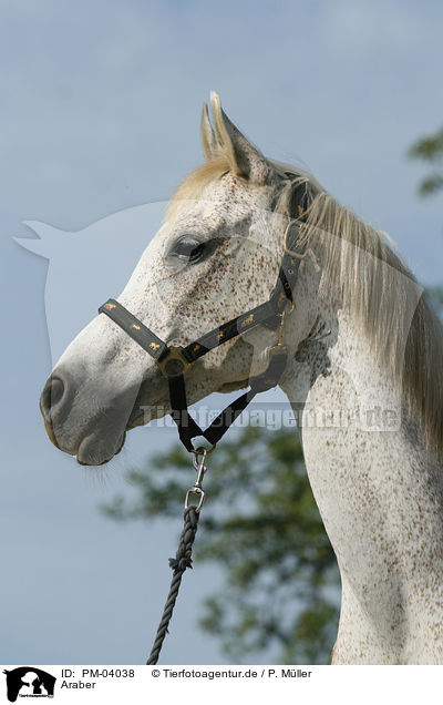 Araber / arabian horse / PM-04038