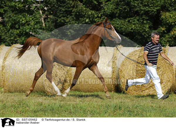 trabender Araber / trotting arabian horse / SST-05462