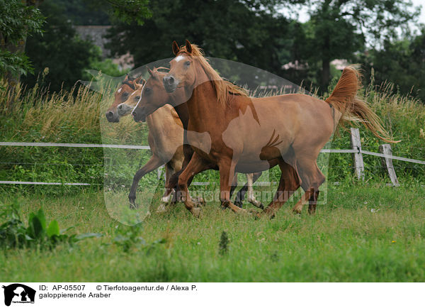 galoppierende Araber / galloping arabian horses / AP-05507