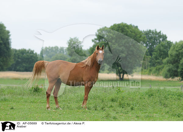Araber / arabian horse / AP-05689