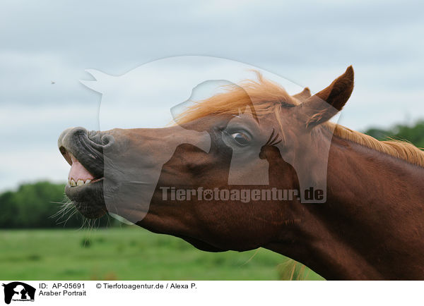 Araber Portrait / arabian horse portrait / AP-05691