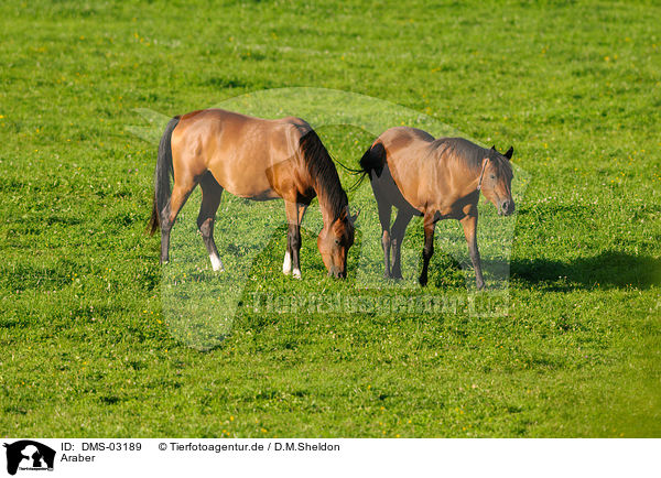 Araber / arabian horses / DMS-03189