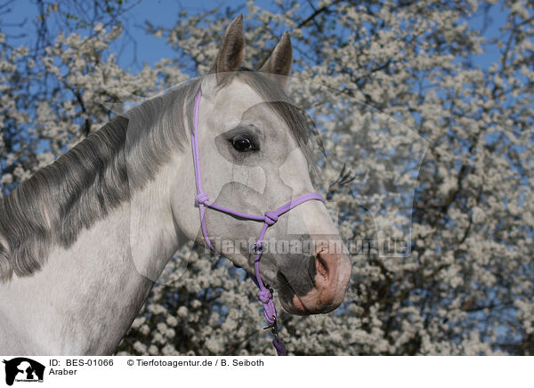 Araber / arabian horse / BES-01066