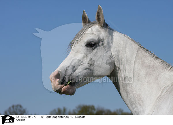 Araber / arabian horse / BES-01077
