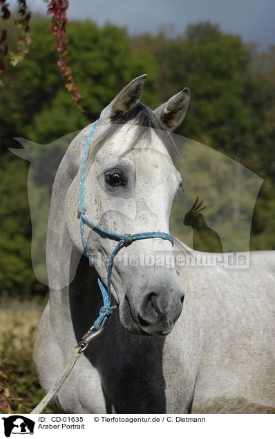 Araber Portrait / arabian horse portrait / CD-01635