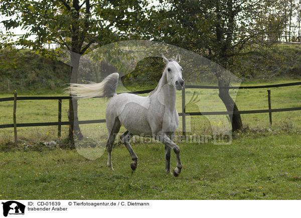 trabender Araber / trotting arabian horse / CD-01639