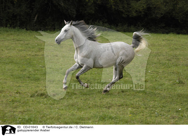 galoppierender Araber / galloping arabian horse / CD-01643