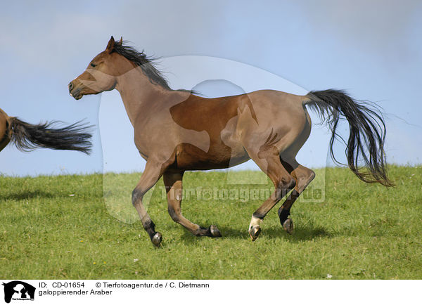 galoppierender Araber / galloping arabian horse / CD-01654