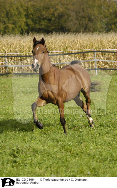 trabender Araber / trotting arabian horse / CD-01664