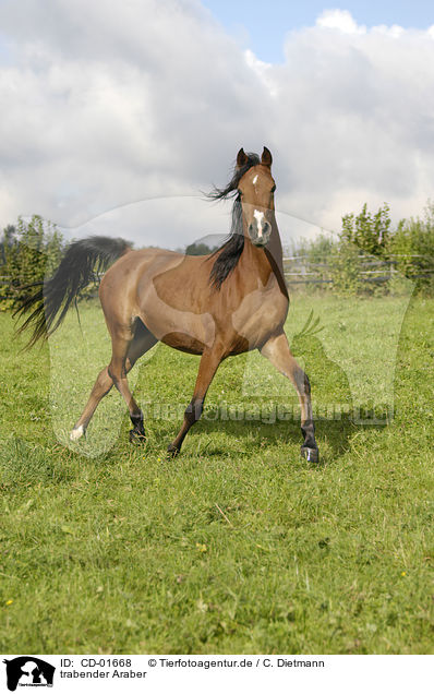 trabender Araber / trotting arabian horse / CD-01668