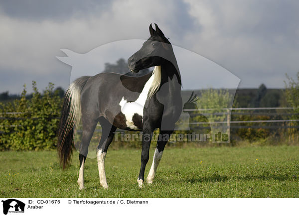 Araber / arabian horse / CD-01675