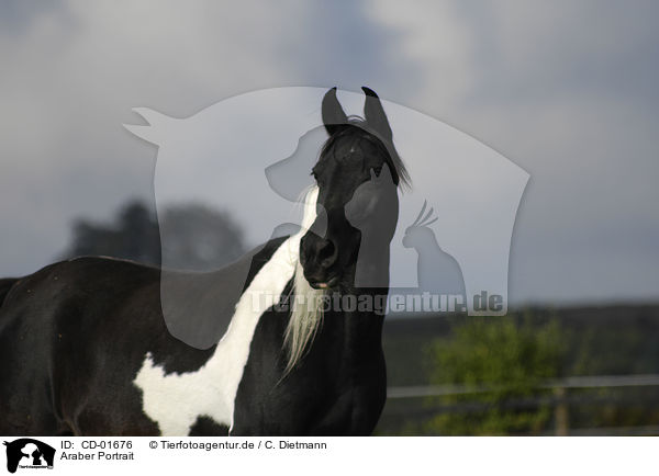 Araber Portrait / arabian horse portrait / CD-01676