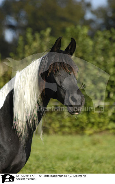 Araber Portrait / arabian horse portrait / CD-01677