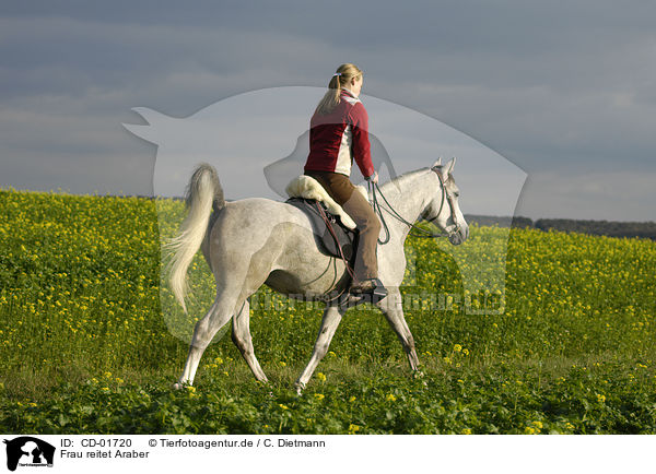 Frau reitet Araber / woman rides arabian horse / CD-01720