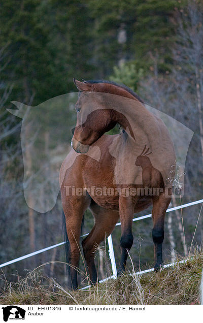 Araber / arabian horse / EH-01346