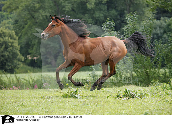 rennender Araber / running Arabian Horse / RR-29245
