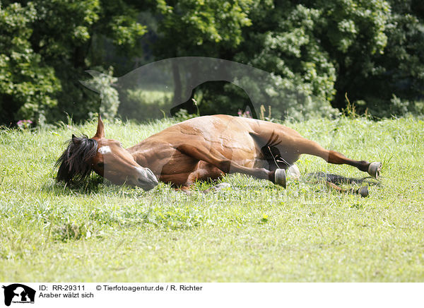 Araber wlzt sich / wallowing Arabian horse / RR-29311