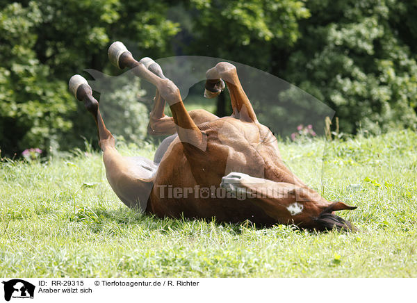 Araber wlzt sich / wallowing Arabian horse / RR-29315
