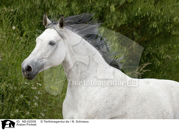 Araber Portrait / arabian horse portrait / NS-02008