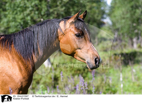 Araber Portrait / arabian horse portrait / EH-01597