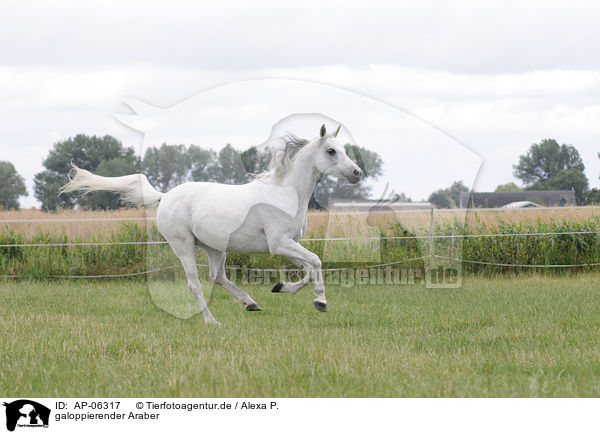 galoppierender Araber / galloping arabian horse / AP-06317