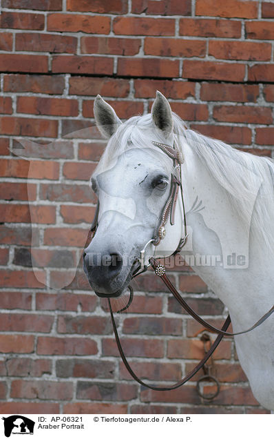 Araber Portrait / arabian horse portrait / AP-06321