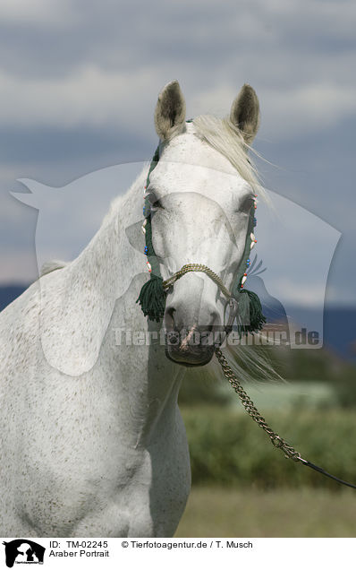 Araber Portrait / arabian horse portrait / TM-02245