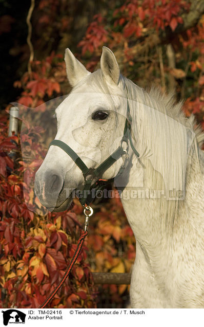 Araber Portrait / arabian horse portrait / TM-02416