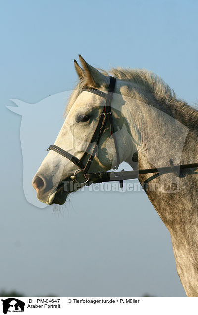 Araber Portrait / PM-04647