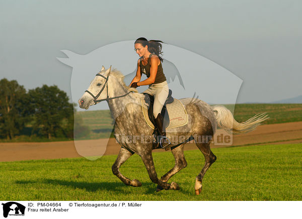 Frau reitet Araber / woman rides arabian horse / PM-04664
