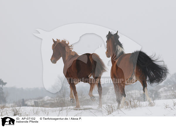 trabende Pferde / trotting horses / AP-07102