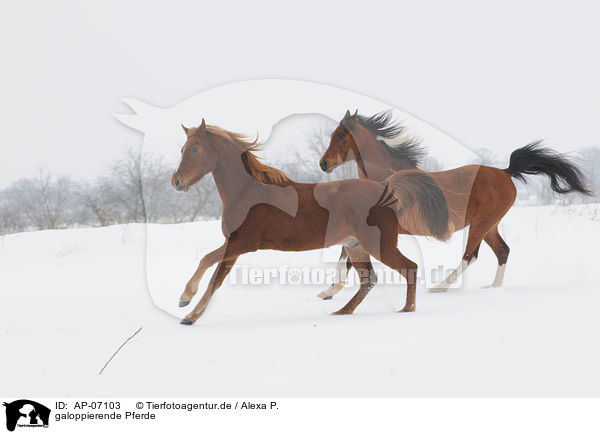 galoppierende Pferde / galloping horses / AP-07103