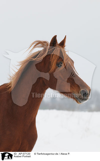Araber Portrait / arabian horse portrait / AP-07120