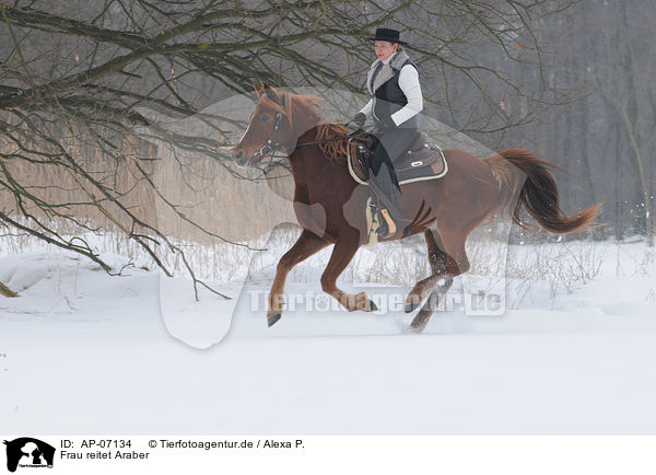 Frau reitet Araber / woman rides arabian horse / AP-07134