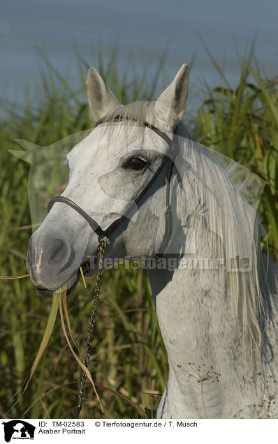 Araber Portrait / TM-02583