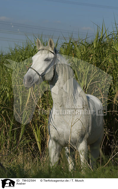 Araber / TM-02584