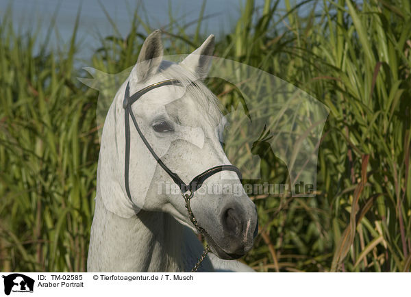 Araber Portrait / arabian horse portrait / TM-02585
