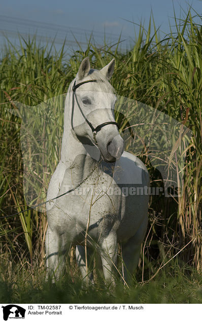 Araber Portrait / arabian horse portrait / TM-02587