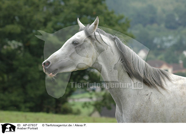 Araber Portrait / arabian horse portrait / AP-07837