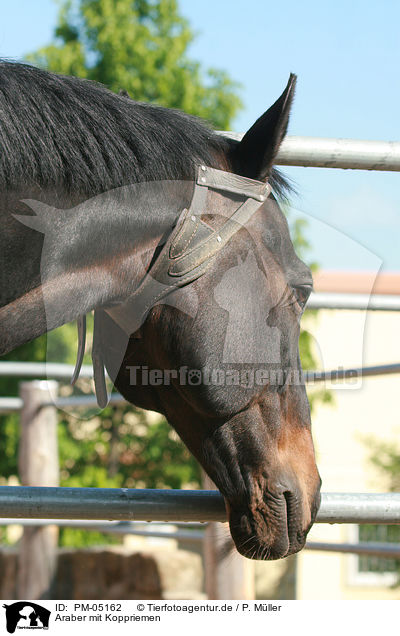 Araber mit Koppriemen / arabian horse / PM-05162